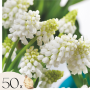 Blauwe Druifjes - Set van 50 - Muscari 'White Magic' - Bloembollen - W...
