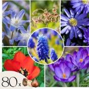 Blije Bij - Set van 80 - Anemon Chionodoxa Muscari Nectar.Tulipa - Blo...