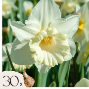 Narcissen - Set van 30 - Narcissus 'Mount Hood' - Bloembollen - Wit