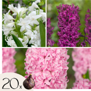 Hyacintenbollenmix - Set van 20 - Hyacinthus - Bloembollen
