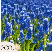 Druifhyacint - Set van 200 - Muscari armeniacum - Bloembollen - Blauw
