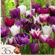 Tulpenbollen - Set van 35 - Tulipa 'Blueberry' - Bloembollen - Paars