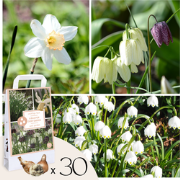 Wet Garden Box - 30 bloembollen voor natte en regenrijke plekken
