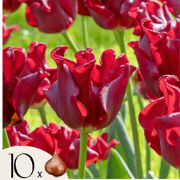 Tulpenbollen 'Red Dress' - Set van 10 stuks - Winterhard & meerjarig