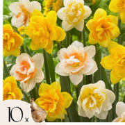 Narcissen - Set van 10 - Narcissus 'Double Mix' - Bloembollen