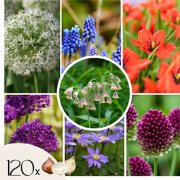 Blije Bij & Vlinder - Set van 120 - Bloembollen