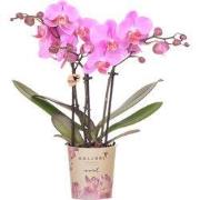 Kolibri Orchids | Paars roze phalaenopsis orchidee potmaat Ø9cm | Fred...