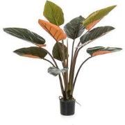 Philodendron plant h120cm groen