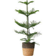 Kamerden - Araucaria heterophylla - Hoogte 50-60cm - ?17cm