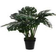 Monstera in plastic pot green - h60xd80cm