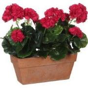 Geranium d. pink in balcony tray terra - l29xw13xh40cm