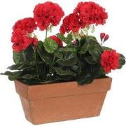 Geranium red in balcony tray terra - l29xw13xh40cm