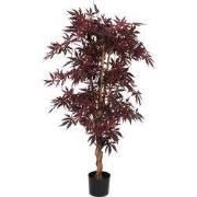 Maple red in plastic pot - h150xd80cm
