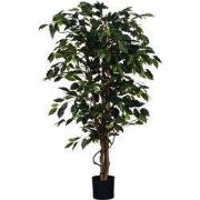 Ficus green in plastic pot - h150xd85cm