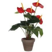 Anthurium red in pot Stan grey d11,5cm - h40xd30cm