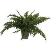 Boston fern green in pot Stan grey d13,5cm - h42xd50cm