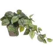 Scindapsus green in pot Stan grey d11,5cm - h44xd17cm