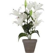 Tigerlily white in pot Stan grey d13,5cm - h47xd45cm
