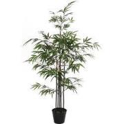 Bamboo green in plastic pot - h120xd75cm