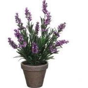Lavender purple in pot Stan grey d11,5cm - h33xd20cm