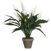Spathiphyllum white in pot Stan grey d11,5cm - h50xd40cm