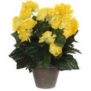 Begonia yellow in pot Stan grey d11,5cm - h30xd25cm