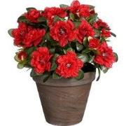 Azalea red in pot Stan grey d13,5cm - h31xd26cm