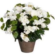 Begonia white in pot Stan grey d15,5cm - h37xd36cm