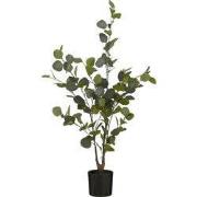Eucalyptus tree in pot green - h120xd55cm