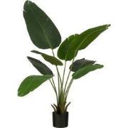 Banana tree in pot green - h120xd30cm