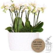 Kolibri Orchids | witte plantenset in Honey dish incl. waterreservoir ...