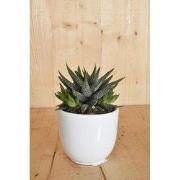Haworthia in witte pot