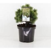 Pinus mugo mops 20-25 cm