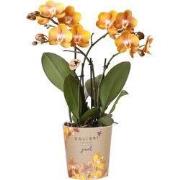 Kolibri Orchids | oranje gouden Phalaenopsis orchidee potmaat Ø12cm | ...