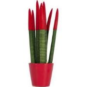 Afrikaanse Speerplant - Sansevieria cylindrica - Hoogte 20-40cm - Pot ...