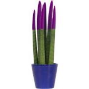 Afrikaanse Speerplant - Sansevieria cylindrica - Hoogte 20-40cm - Pot ...