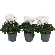 Perzisch cyclaam - Set van 3 - Cyclamen 'Metis White' - Hoogte 10-20cm...