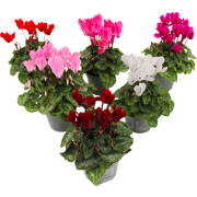 Perzisch cyclaam - Set van 6 - Cyclamen persicum - Hoogte 10-20cm - ?9...