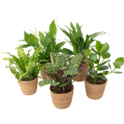 Luchtzuiverende kamerplanten - Set van 5 - Met mand - Hoogte 25-40cm -...
