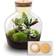 URBANJNGL - Fat Joe - Planten Terrarium met licht - DIY kit - Ecosyste...