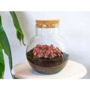 URBANJNGL - Noah - Planten Terrarium - DIY kit - Ecosysteem plant - Ø ...