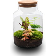 URBANJNGL - Milky - Planten Terrarium met licht - DIY kit - Ecosysteem...