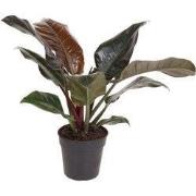 Philodendron - Philodendron 'Imperial Red' - Hoogte 50cm - ?19cm