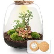 URBANJNGL - Emma - Planten Terrarium met licht - DIY kit - Ecosysteem ...