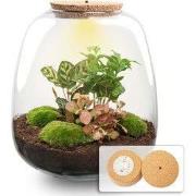 URBANJNGL - Emma - Planten Terrarium met licht - DIY kit - Ecosysteem ...