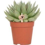 Kolibri Greens | Groene plant - Succulent Echeveria Miranda | groene k...