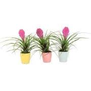 Tillandsia cyanea ‘Pastel’ – Set van 3 met pot – Hoogte 20–30cm – ø7cm