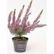 URBANJNGL - Calluna vulgaris - Callu Nova - Mini - Potmaat 5,5 - 6 cm