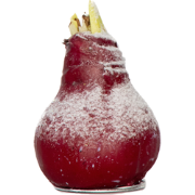 Amaryllis - Hippeastrum 'Wax Snow Red' - Bloembol - Rood