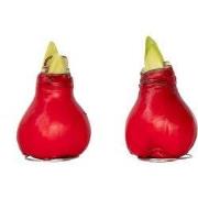 Amaryllis - Hippeastrum 'Wax Red' - Bloembol - Rood